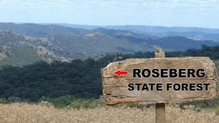 Yowie / Bigfoot Sighting (Audio Report #11) at Roseberg State Forest, New South Wales