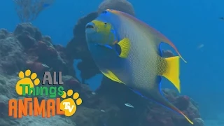 * FISH * | Animals For Kids | All Things Animal TV