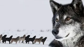 This wolf was very smart and cunning, no one could catch him, but...