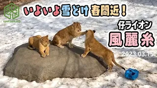 【旭山動物園】いよいよ雪どけ春到来🌱岩の上で場所取りワチャワチャ仔ライオン風麗糸🐱🐱🐱 (3/15) [Asahiyama Zoo]Lion, Orito Family.