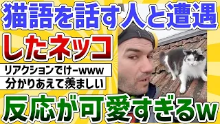 【2ch動物スレ】猫語を話す人間とネッコが遭遇した結果→反応が可愛すぎるｗｗｗ