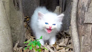 Rescue Two Extremely Beautiful Stray Cats And Make Amazing Kitten Cat House From Cardboard