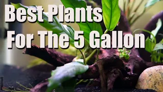 5 Gallon Aquarium? Here Are My Favorite Aquatic Plants For It! 🌱