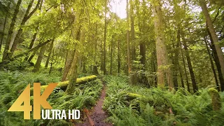 4K Virtual Hike - Walking in the Woods with Birds Songs & Calm Music - High Point Trail, Issaquah