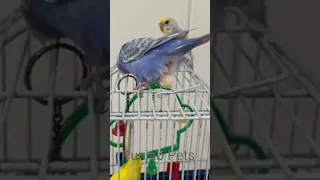 Live budgies parrot laying egg on the cage | budgies laying egg# budgies#layingegg #shorts #birds