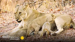 Tracking Down 5 Missing Lion Cubs 🔍 Big Cat Country | Smithsonian Channel