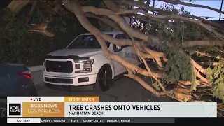 High winds take down large tree in Manhattan Beach