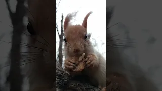 Белка ест орех / Squirrel eats a nut