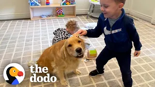 This Golden Retriever Is The Definition Of A Nanny Dog | The Dodo