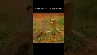 Cobra vs Mongoose (Snake Killer)