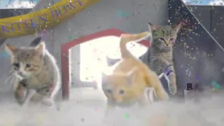 Kitten Bowl 2016