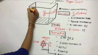 Middle  ear boundaries simplified with mnemonics