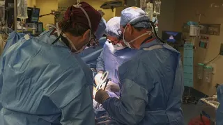 В США проведена первая успешная операция по пересадке свиной почки человеку