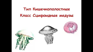 Тип Кишечнополостные. Класс Сцифоидные медузы.