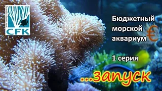 Бюджетный морской аквариум. 1 Серия