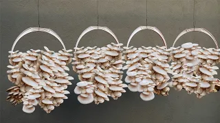 How To Growing Mushrooms At Home | The Complete Guide