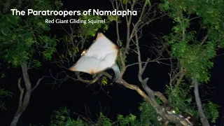 Watch this Superhero Squirrel Soar through Namdapha’s Dark Forest