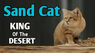 Sand Cat || The King Of The Desert ||Desert Cat