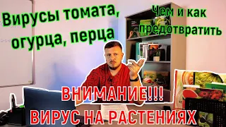 Вирусы огурца и томата. Как бороться? Чем обезопасить?