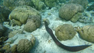 Maldives 2021.Fihalhohi Island Resort. Morena vs Reef shark.Риф отеля.Мурена загрызла рифовую акулу.