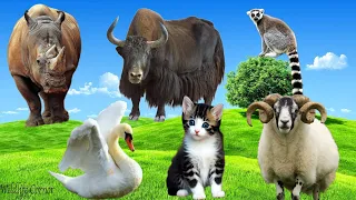 Animal Sounds Around Us: Rhino, Buffalo, Swan, Cat, Sheep - Amazing Animal Moments