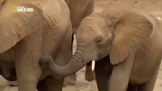 Secrets of the Desert Elephants - National Geographic Documentary 2019