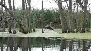 Great Blue Heron Fast Facts