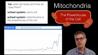 Mitochondria: The Powerhouse of the Cell