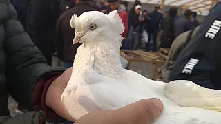 Кабутар бозор дахшат булди 19.02.2021 Андижанские голуби kabutar bozor, kabootar bazi, pigeon