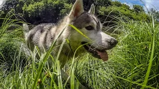 Хаски и Маламут. Рокки и Майк