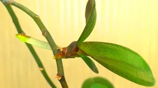 Reproduction of Phalaenopsis orchids. How to grow an Orchid Baby on a CUT Peduncle? Very EASY ... 😊