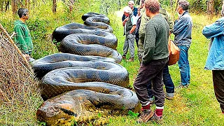 15 animales más grandes jamás antes capturados por humanos 😨