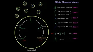 Virus Life Cycle for Different Viral Genomes (dsDNA, ssDNA, dsRNA, ssRNA, + sense, - sense) MCAT