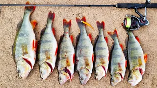 I hit the big perch jackpot | the best redfin fishing I have ever had off the bank of any lake