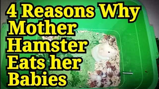 Why Hamster Eats its Babies