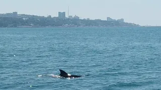 Дельфины у берега в Сочи