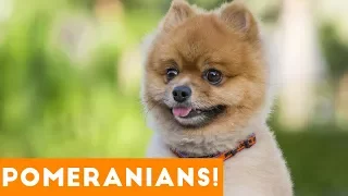 Funny Pomeranian Compilation 2017 | Cutest Pomeranian Videos Ever