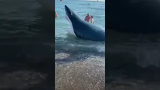 Анапа. В Анапе была замечена акула.Многие родители фотают своих детей  в пасти акулы- "гениально")))