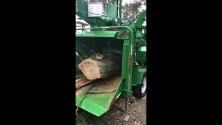 Chipping Eucalyptus Demo with 21'' Wood Chipper
