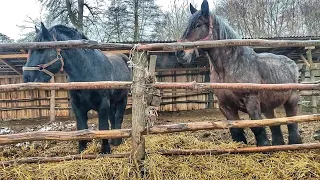 БЕЛЬГІЙКА ЕШМІ ТА СІМБА/КОНІ В 📍 ВАШКІВЦЯХ