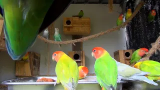 Lovebirds Roseicollis Aviary - Wednesday, December 8th, 2021