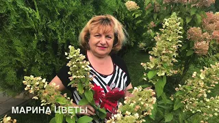 Гортензия не распустила соцветия В чем причина