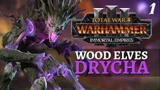 ROOTS OF ALL EVIL | Immortal Empires - Total War: Warhammer 3 - Wood Elves - Drycha #1