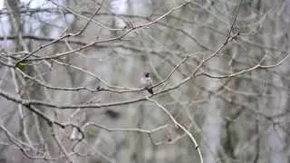 Singing Male Anna's Hummingbird