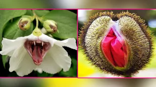 10 Strangest Plants You Won’t Believe Actually Exist - World Tenz - Top 10 List