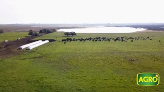 Cría bovina intensiva, más carne con manejo de precisión (#885 2020-07-18)