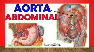🥇 Anatomy of the ABDOMINAL AORTA. Easy Explanation!