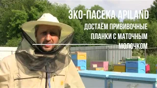 Отбор маточного молочка из улья, начало рабочего сезона