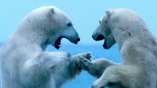 Meet the Polar Bears of Hudson Bay | Op-Docs