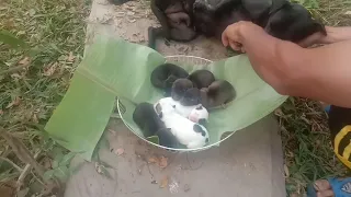 Homeless Labrador mom tried to trick us, but we found all her puppies! Cute Puppies/Puppies Newborn